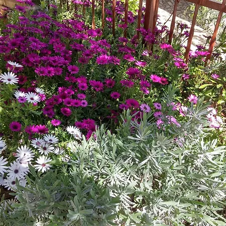 Apartamento Mata Premantura